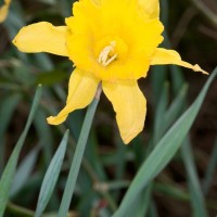 Spanish Daffodil